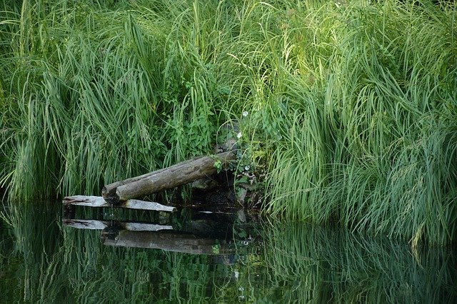 Scarica gratuitamente Water Grass Nature: foto o immagine gratuita da modificare con l'editor di immagini online GIMP