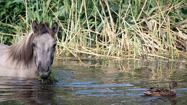 Descărcare gratuită Water Horse Duck - fotografie sau imagini gratuite pentru a fi editate cu editorul de imagini online GIMP