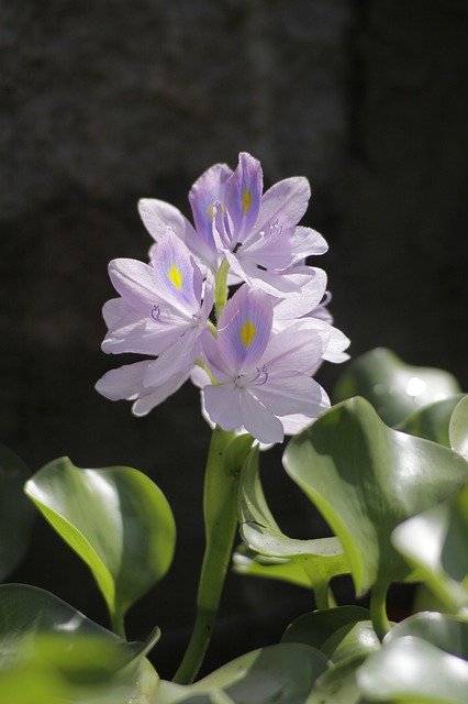 Descărcare gratuită Water Hyacinth Flower Violet - fotografie sau imagine gratuită pentru a fi editată cu editorul de imagini online GIMP