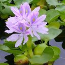 water hyacinth wallpaper  screen for extension Chrome web store in OffiDocs Chromium