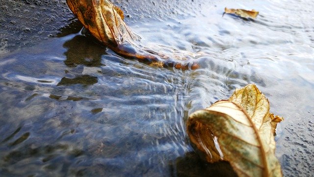Free picture Water Leaves Nature -  to be edited by GIMP free image editor by OffiDocs