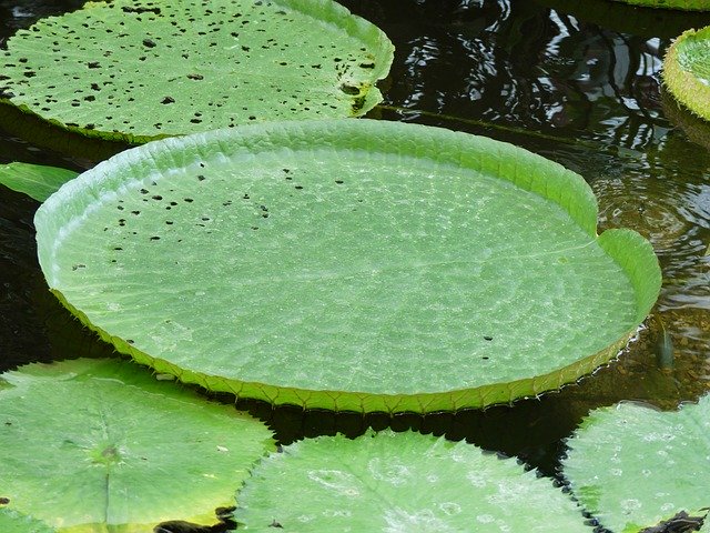 Descarga gratuita Water Lilies Aquatic Plant: foto o imagen gratuita para editar con el editor de imágenes en línea GIMP