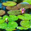 Water lilies blooming  screen for extension Chrome web store in OffiDocs Chromium