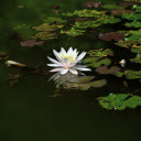 Water lilies by the lake  screen for extension Chrome web store in OffiDocs Chromium