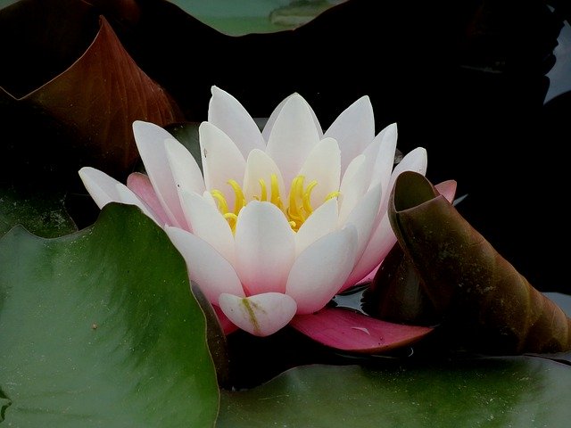 Unduh gratis Waterlilies Chalice Water - foto atau gambar gratis untuk diedit dengan editor gambar online GIMP