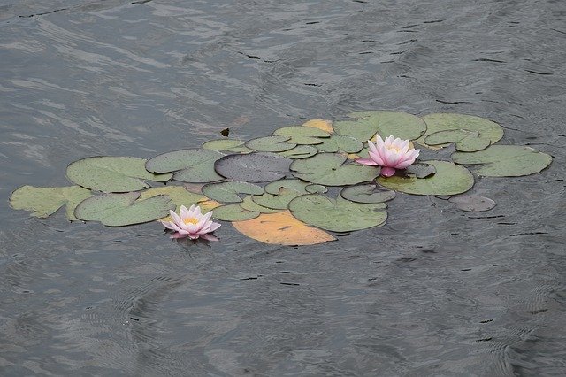Free download Water Lilies Flowers -  free photo or picture to be edited with GIMP online image editor