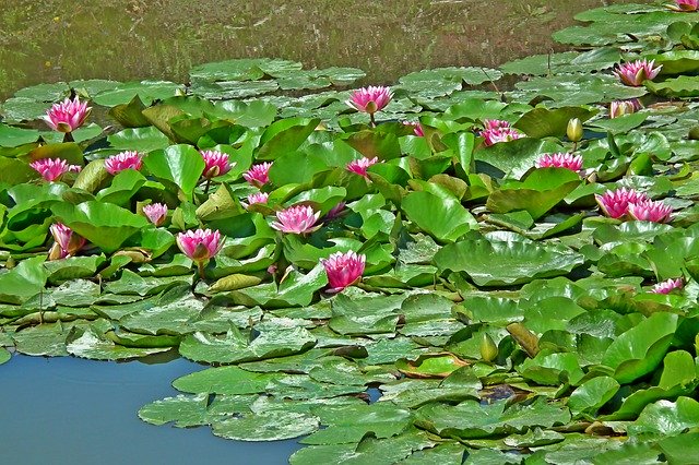 Free download Water Lilies Flowers Lily -  free photo or picture to be edited with GIMP online image editor