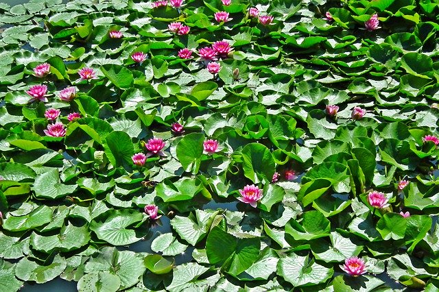 Template Photo Water Lilies Flowers Pond -  for OffiDocs