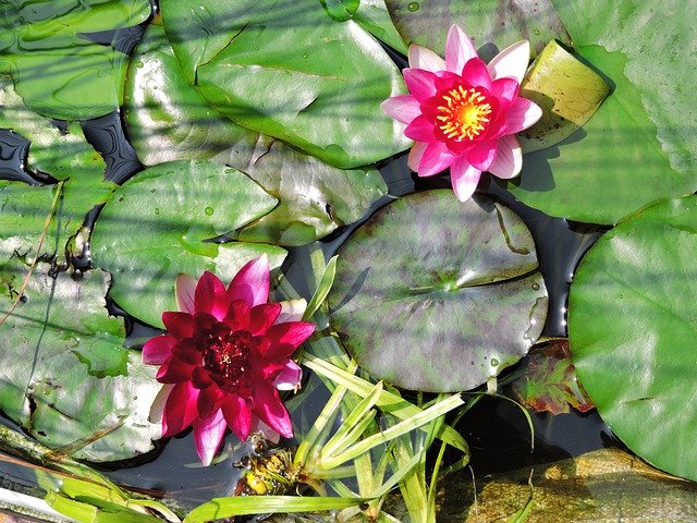 Free download Water Lilies Garden Pond Aquatic -  free photo or picture to be edited with GIMP online image editor