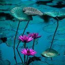 Water lilies in the lotus pond  screen for extension Chrome web store in OffiDocs Chromium