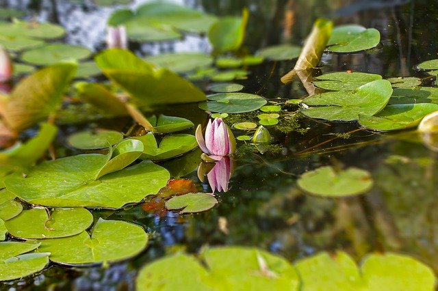 無料ダウンロードWaterLiliesLakePond-GIMPオンライン画像エディタで編集できる無料の写真または画像