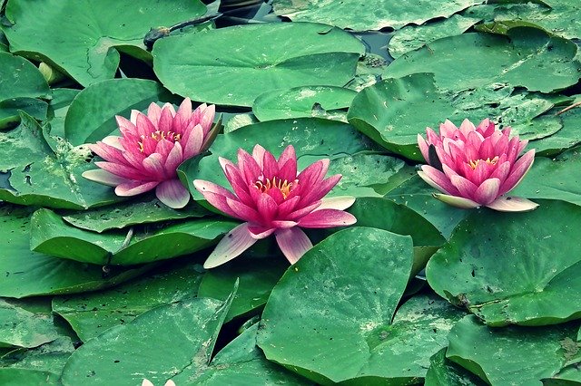 Free download Water Lilies Lily Summer -  free photo or picture to be edited with GIMP online image editor