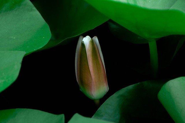 دانلود رایگان Water Lilies Lotus - عکس یا تصویر رایگان قابل ویرایش با ویرایشگر تصویر آنلاین GIMP