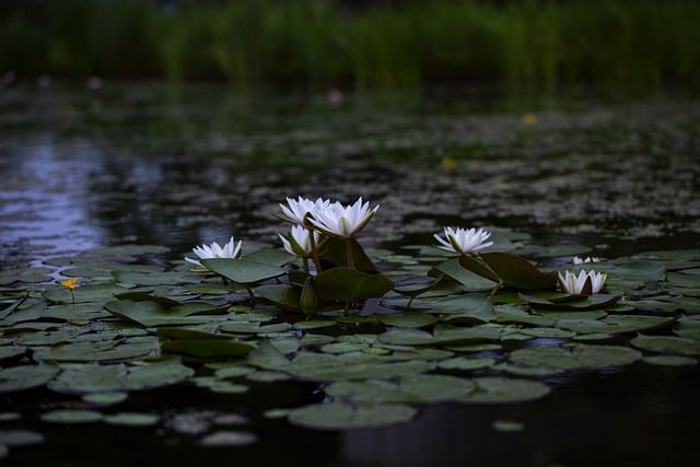 Free download water lilies lotus flowers pond free picture to be edited with GIMP free online image editor