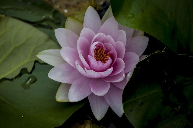 Free download Water Lilies Plants Flowers -  free photo or picture to be edited with GIMP online image editor