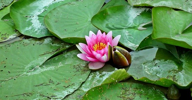 Download grátis Water Lilies Pond Flower - foto ou imagem grátis para ser editada com o editor de imagens online GIMP