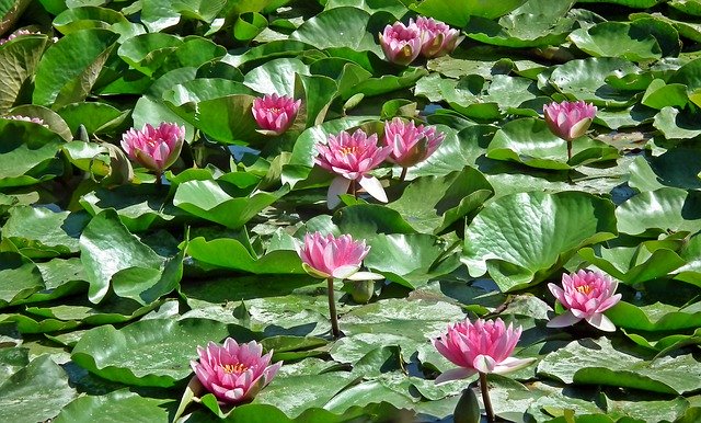 Descărcare gratuită Water Lilies Pond Summer - fotografie sau imagini gratuite pentru a fi editate cu editorul de imagini online GIMP
