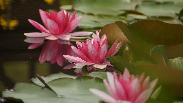 Muat turun percuma Water Lilies Pond Teichplanze - foto atau gambar percuma untuk diedit dengan editor imej dalam talian GIMP