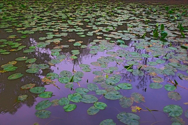 Free download Water Lilies Springtime Outdoor -  free photo or picture to be edited with GIMP online image editor