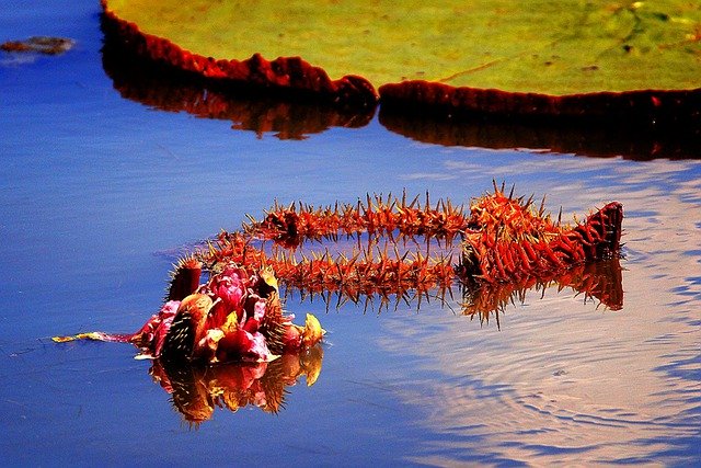 Tải xuống miễn phí Water Lilies Victoria Flowers - chỉnh sửa ảnh hoặc ảnh miễn phí bằng trình chỉnh sửa ảnh trực tuyến GIMP