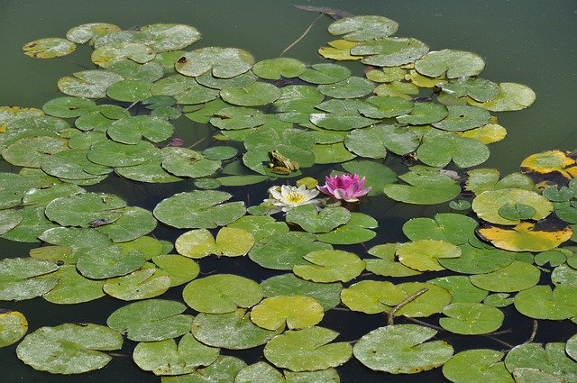 Free download Water Lilies Waterlilies Pond -  free photo or picture to be edited with GIMP online image editor