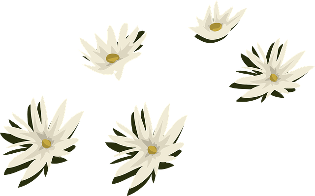 Free download Water Lilies White Flowers - Free vector graphic on Pixabay free illustration to be edited with GIMP free online image editor