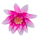water lily  screen for extension Chrome web store in OffiDocs Chromium