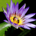Water Lily and Bees  screen for extension Chrome web store in OffiDocs Chromium
