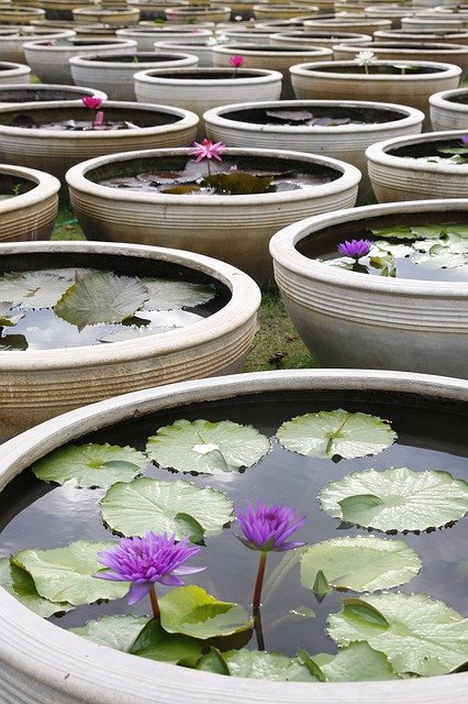 Descarga gratuita Water Lily Blooming Pond: foto o imagen gratuitas para editar con el editor de imágenes en línea GIMP