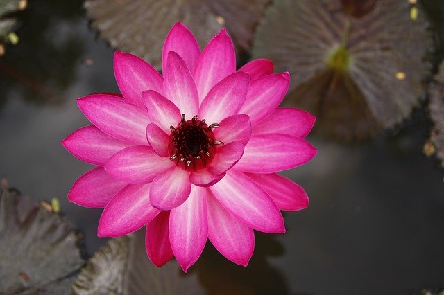 Download grátis Water Lily Blooming Pond Sung - foto ou imagem gratuita a ser editada com o editor de imagens online do GIMP