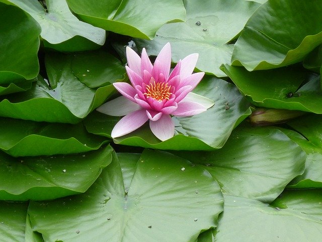 Free download Water Lily Blossom Bloom Aquatic -  free photo or picture to be edited with GIMP online image editor