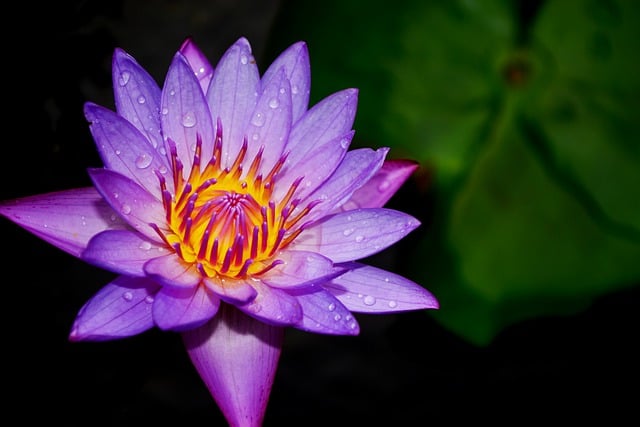 Free download water lily blue lotus plant flower free picture to be edited with GIMP free online image editor