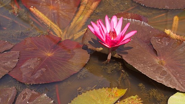 Free download Water Lily Botanical Gardens Lotus -  free photo or picture to be edited with GIMP online image editor
