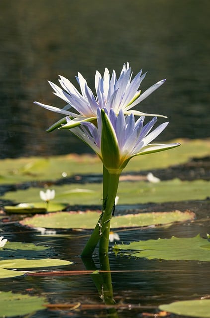Free download water lily botany pond nature free picture to be edited with GIMP free online image editor