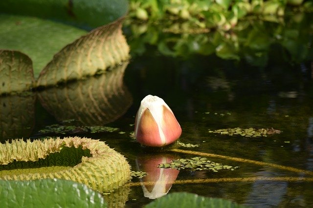 Unduh gratis Water Lily Flower Buds - foto atau gambar gratis untuk diedit dengan editor gambar online GIMP