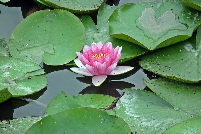 Descarga gratuita Water Lily Flower Lilies - foto o imagen gratuita para editar con el editor de imágenes en línea GIMP