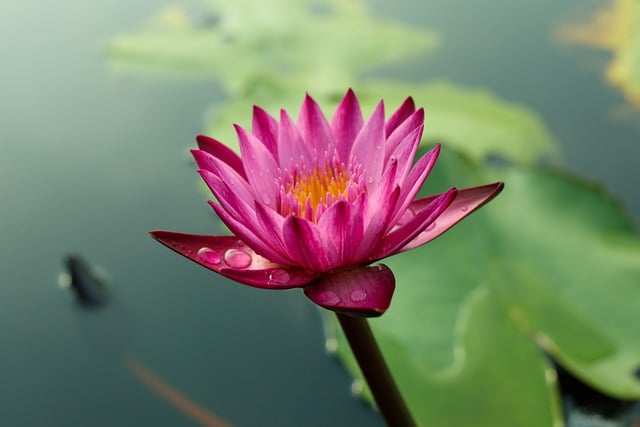 Free download water lily flower plant blooming free picture to be edited with GIMP free online image editor