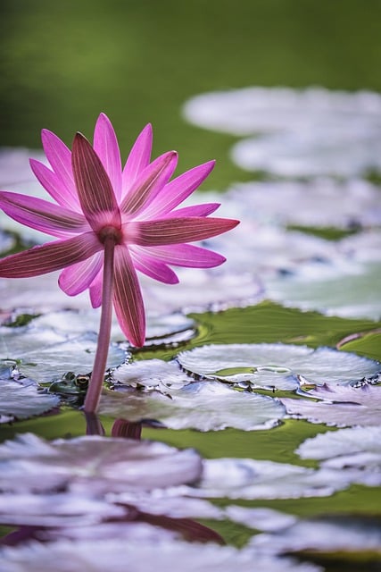 Téléchargement gratuit Water Lily Flower Pond - photo ou image gratuite à éditer avec l'éditeur d'images en ligne GIMP