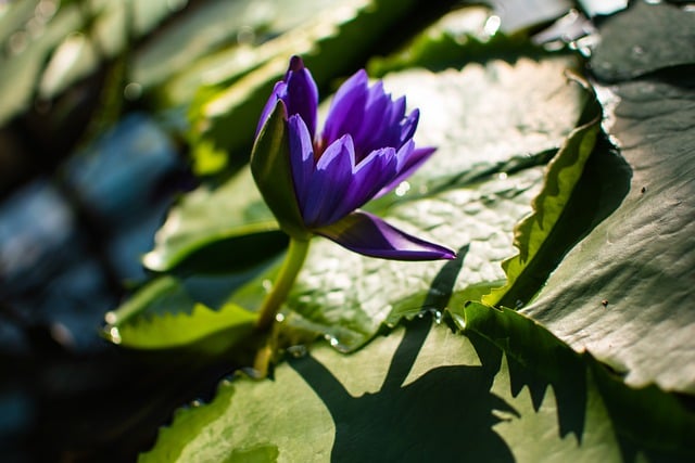 ดาวน์โหลดฟรี water lily flower pond พืชรูปภาพฟรีที่จะแก้ไขด้วย GIMP โปรแกรมแก้ไขรูปภาพออนไลน์ฟรี