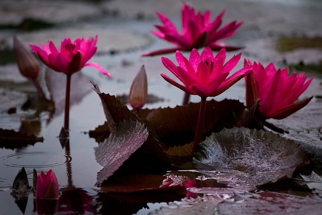 Free download water lily flowers pond blossom free picture to be edited with GIMP free online image editor