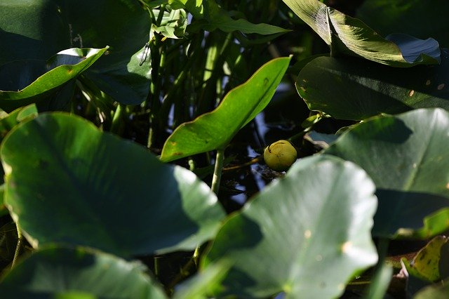 تنزيل Water Lily Flower Yellow - صورة مجانية أو صورة مجانية ليتم تحريرها باستخدام محرر الصور عبر الإنترنت GIMP