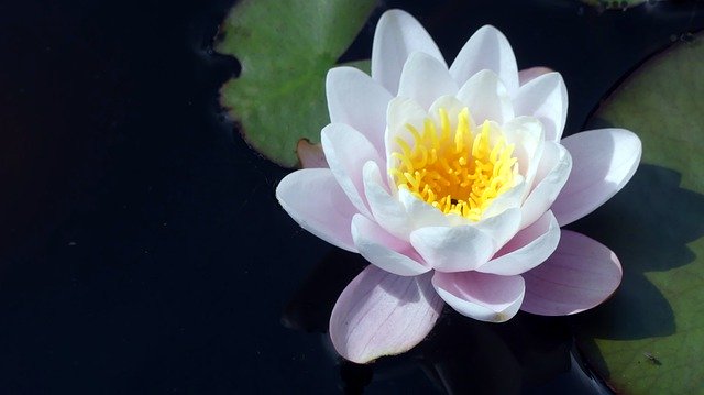 Free picture Water Lily Garden Pond Aquatic -  to be edited by GIMP free image editor by OffiDocs