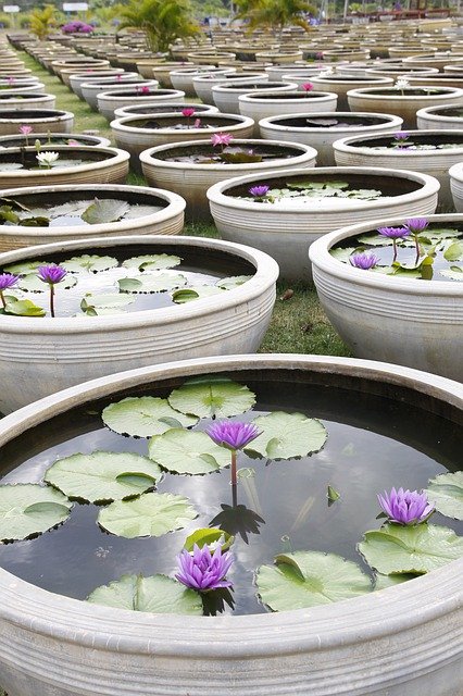 Free download Water Lily Garden Pond Ceramic -  free photo or picture to be edited with GIMP online image editor