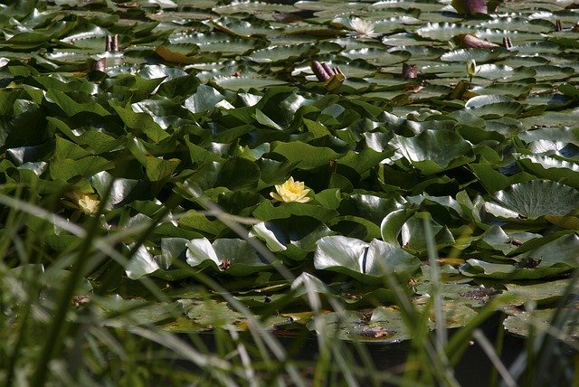 Téléchargement gratuit de Water Lily Lake Flower - photo ou image gratuite à éditer avec l'éditeur d'images en ligne GIMP