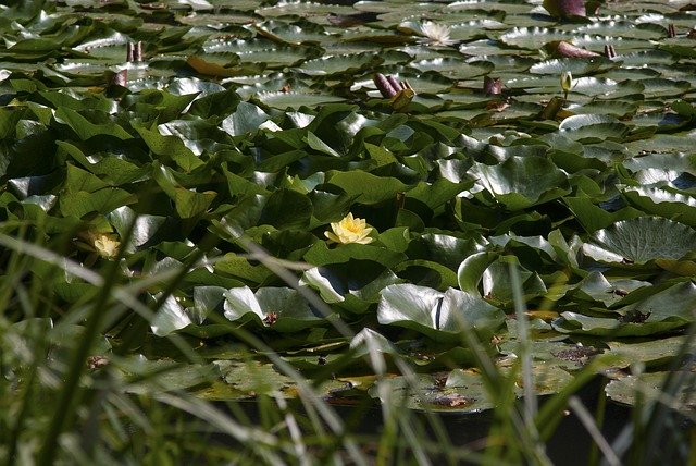 Free download Water Lily Lake Flower -  free photo or picture to be edited with GIMP online image editor