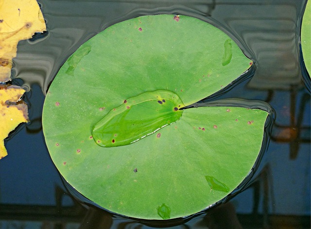 Free download water lily leaf surface tension free picture to be edited with GIMP free online image editor