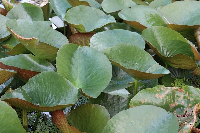 Descarga gratuita Waterlily Leaves Pond Outdoor - foto o imagen gratuita para editar con el editor de imágenes en línea GIMP