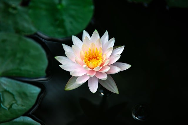 Free download Water Lily Lotus Flower -  free photo or picture to be edited with GIMP online image editor
