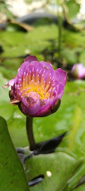 Free graphic waterlily lotus flower pond lily to be edited by GIMP free image editor by OffiDocs