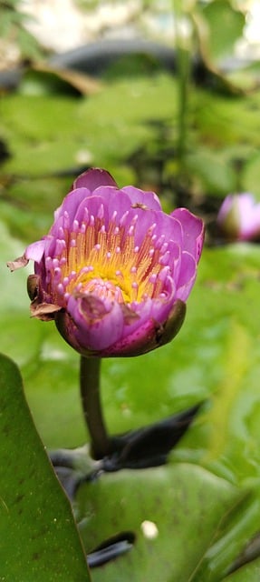 Free download waterlily lotus flower pond lily free picture to be edited with GIMP free online image editor